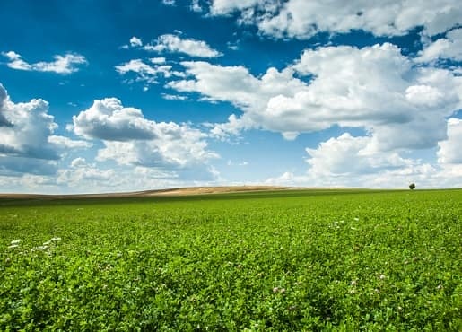 koniczyna