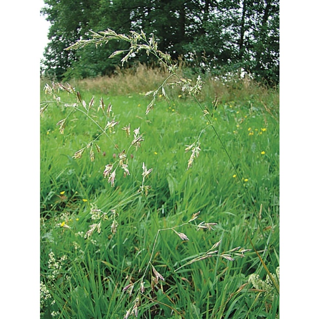 KOSTRZEWA LAKOWA