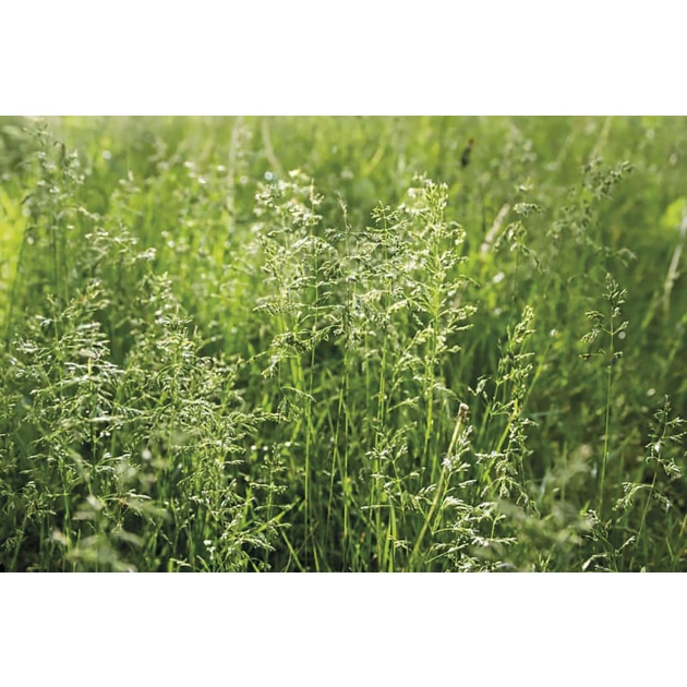 wiechlina-lakowa