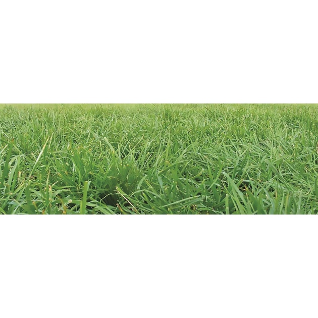 festulolium