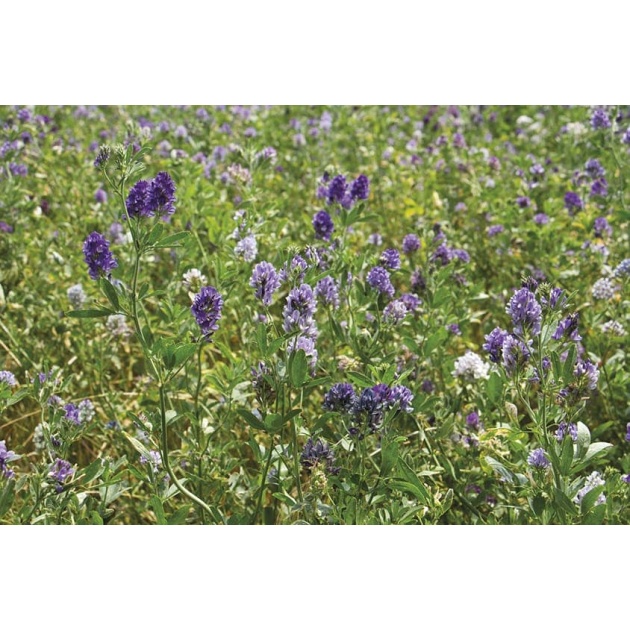 Lucerna siewna (GEA, EMILIANA)
