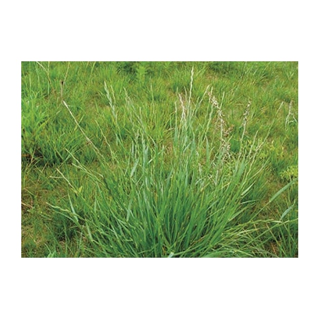 ŻYCICA MIESZAŃCOWA