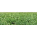 festulolium