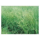 zycica-westerwoldzka-mowestra-5kg-c1-granum-id0